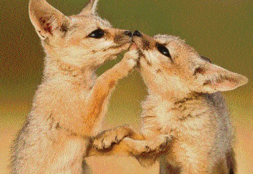 Sandesh's award-winning photographs of two fox cubs at play