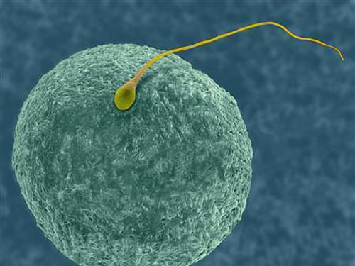 In situations where a female copulates with several males in quick succession, only the best sperm, marked by speed, size and viscosity, wins the race to fertilise the egg, says a study. Reuters file photo