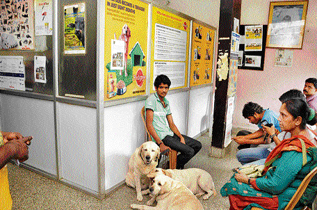 Queuing up : Pets waiting to get treated.