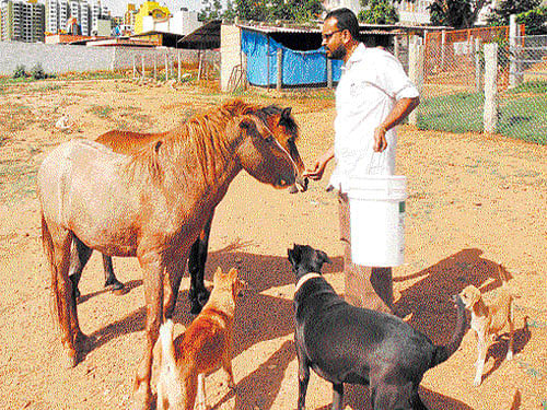 Giving up a conventional MNC job, Sandesh Raju is working towards caring for working animals who for most part of their lives, just carry loads of burden, says Sandya Iyengar