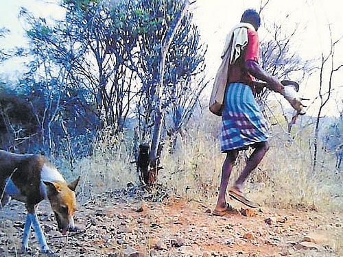 A camera trap captured this image of a poacher at Koudalli forest range, Cauvery Wildlife division, according to forest officials.