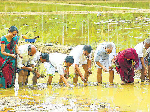 Kerala Minister for Agriculture K P Mohanan and others take part in organic paddy cultivation at Kudreppady near Kasargod on Friday. DH photo