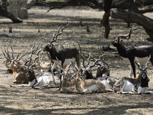 The Allahabad High Court today took a serious note of deaths of black bucks in the area around the tomb of Mughal Emperor Akbar at Agra and asked the wildlife authorities in Uttar Pradesh to take necessary steps in coordination with the Centre. AP file photo