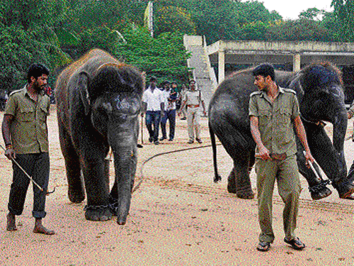 Tense moments: The elephant calves, Champa and Drona, being restrained at a fire station in Mysore on Wednesday. They were chained to restrict their movement.  DH PHOTO
