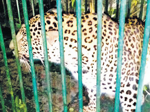 Leopard under capture at Koodlu industrial layout near Kushalnagar on Thursday night. DH photo