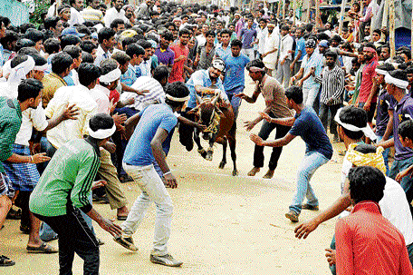 Deadly chase : People at the bull race organised as part of Deepavali at Haramaghatta in Shimoga taluk on Sunday. DH PHOTO