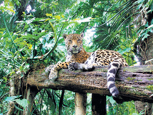 Study in progress to gather data on leopard population