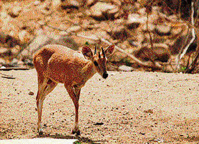 Muntjacs (barking deer) bark like dogs at the sight of  predators. DH Photo