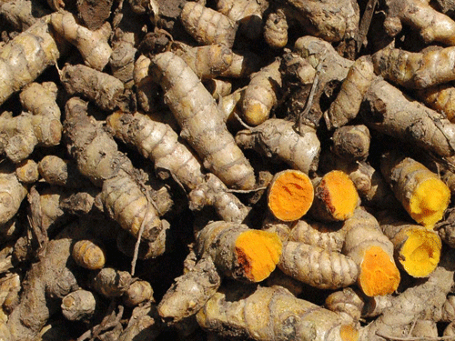 A compound found in turmeric may soon be available in the form of daily pills to boost your immunity and combat inflammation in the body. DH Photo