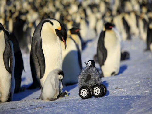 Researchers have developed a remote-controlled baby penguin robot to observe and analyse the behaviour of penguins in the Antarctic. AP photo