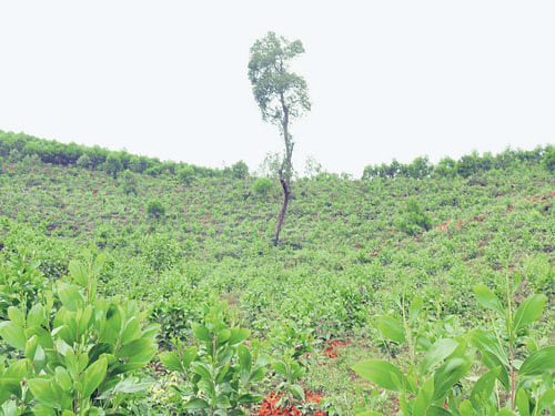 The Anandagiri Hill, on the outskirts of Thirthahalli, where Nanditha was found by twowomenon October 29. DH Photo