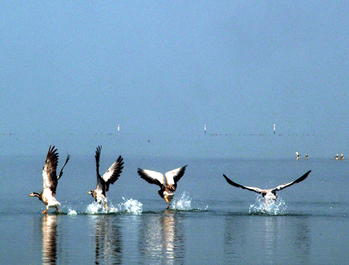 Migratory birds land in Lake Chilka, 110 kilometers (69 miles) away from Bhubaneswar. AP file photo