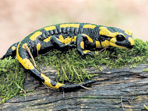 The south-eastern United States is a hotspot of salamanders.