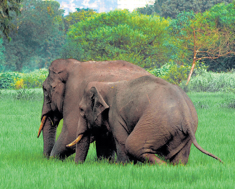 Wild elephants found moving near Belgaum