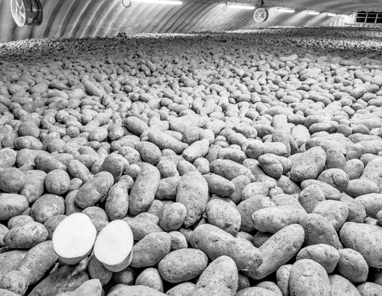 A Simplot storage facility with gene-modified Russet Burbank potatoes, which resist bruising and, when fried, also produce less of a potentially harmful ingredient. nyt