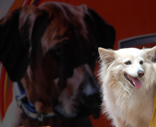 German TV broadcaster Deutsche Telekom has announced the launch of a channel designed especially for dogs. DH file photo