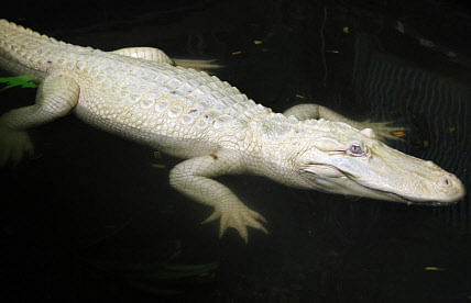 39-year-old 'Gori', India's only female albino captive white crocodile, will soon be released into the wild to enable it to adopt to the natural environment and find a mating partner. AP file photo