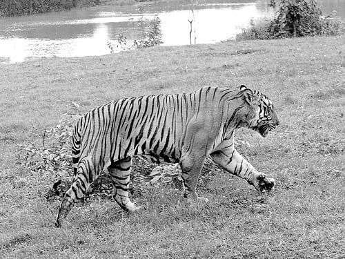 The State Forest department will instal 198 pairs of cameras in 643 sq km area of Nagarhole Tiger Reserve from December 15, 2014 to January 15, 2015 to monitor and record animal and human movement, in pursuance of the guidelines of National Tiger Conservation Authority.