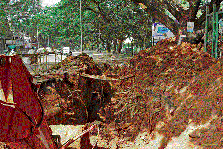 Work on the underground sewage line by the BWSSB has left a tree in a precarious condition near Sri Kanteerava  Stadium on Wednesday. DH Photo