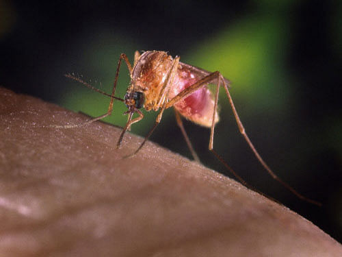 A genetic study has revealed that certain species of mosquitoes have evolved to better transmit malaria than even some of their close cousins. Reuters file photo