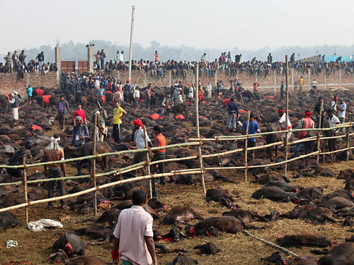 Sword-wielding Hindu devotees in Nepal began slaughtering thousands of animals and birds in a ritual sacrifice on Friday, ignoring calls by animal rights activists to halt what they described as the world's largest such exercise. AP photo