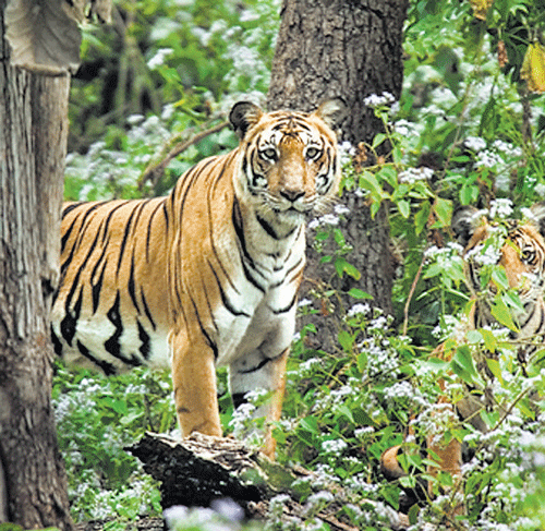 The Nagarahole Tiger Reserve (NTR) will soon have in place a multi-pronged e-surveillance mechanism across it's 643 sq km forest patch.