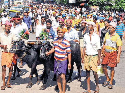 Alarge number of Kambala enthusiasts along with their buffaloes take out a procession protesting the SupremeCourt order banning Kambala, inMangaluru on Saturday. DH PHOTO