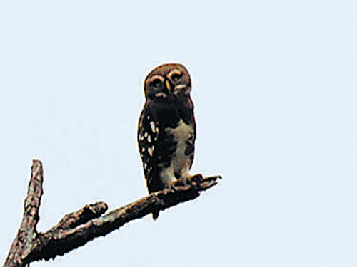 Forest Owlet. DH&#8200;photo