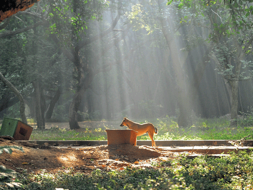 A dog catches some rays to warm up at Cubbon Park in the City on Sunday morning. DH photo / Vishwanath Suvarna