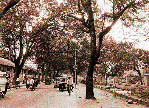 a guard of trees Sampige Road in the 80s; Photo by author