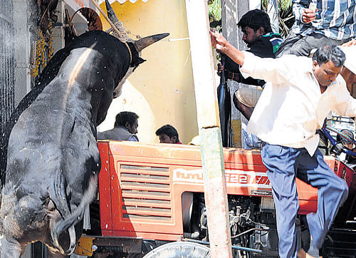The quiet city of Tumakuru was on Monday witness to a bull rage, that had its residents literally on the run. DH photo