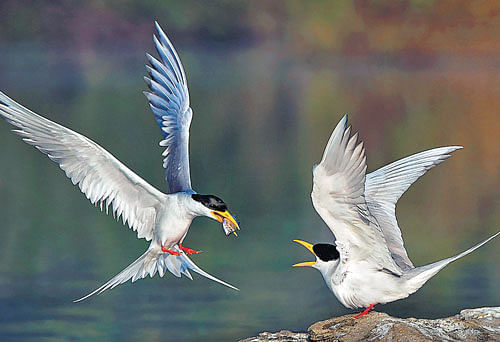 Rivertern Feeding by Manjunath S K which won bronze medal in projection category  (individual award).