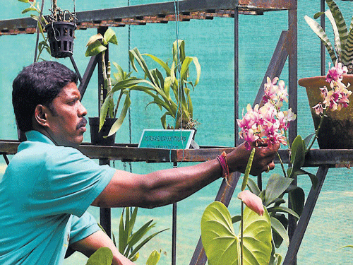 The newly inaugurated orchidarium near Karanji lake.