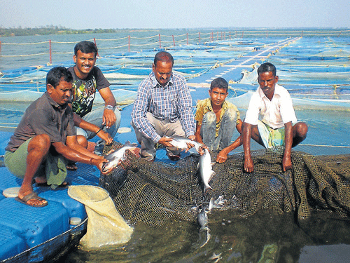 Pangasius fish which is being freshly harvested at the backwater of KRS, in Srirangapatna taluk, Mandya district, will be on sale at the fish stalls at Paduvarahalli and Kukkarahalli lake, in Mysuru, from today. DH photo