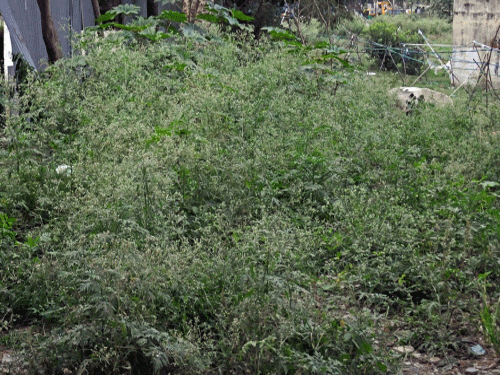 A number of people in the City are being affected by parthenium, a kind of weed, whose pollen is a major asthma-trigger. DH photo