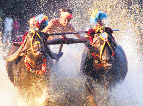 A ray of hope has emerged on the resumption of Kambala following the Centre's plan to grant permission for such sporting activities involving animals. DH PHOTO