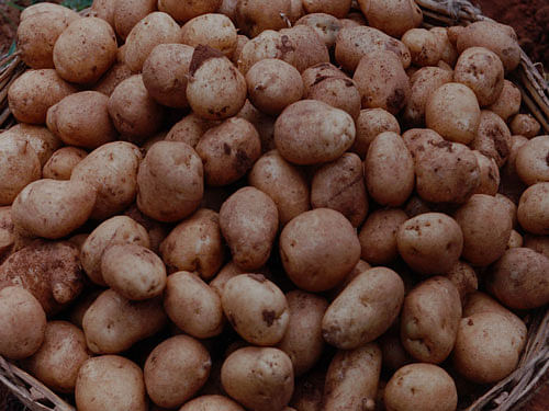 To the delight of potato lovers, researchers have found a simple potato extract may limit weight gain from a diet which is high in fat and refined carbohydrates. DH file photo