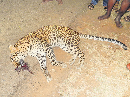 The leopard which was found dead on Shivamogga- Shikaripur taluk. DH photo