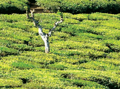 Union Minister Nirmala Sitharaman on Saturday said the status of workers and their families employed in the closed down tea plantations in some parts of the country were not good and the government was looking at ways to help them.