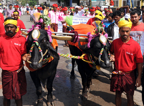 The Karnataka High Court on Monday lifted the ban on Kambala sport (Buffalo Race) in Dakshina Kannada District. DH photo