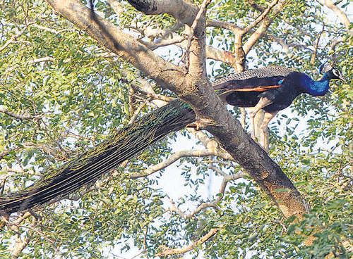 Majestic: A peacock perches on a tree majestically at the Bankapur peacock sanctuary in Shiggaon taluk of Haveri district. DH Photo