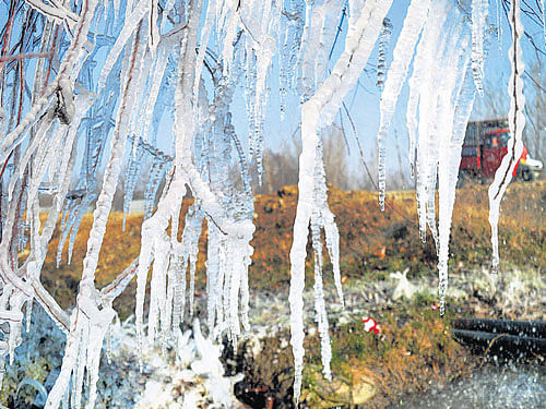 Icicles hangs froma tree at a remote area in Kashmir's Anantnag district on Friday. PTI