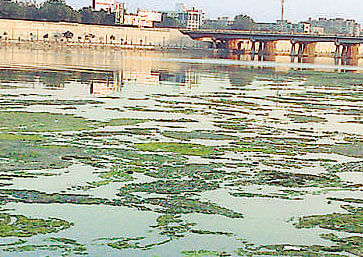The restoration plan for the dirty Yamuna may not be a complete copy of the Sabarmati river front development project in Gujarat as the two rivers' ecological models are different, say Delhi environment department officials who visited Ahmedabad for studying the Sabarmati revival model. File Photo