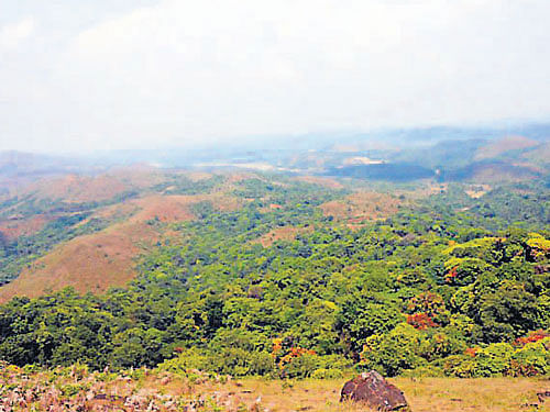 Following an increase in the incidents of wild animals, especially tigers, leopards and sloth bears straying out of forests, the Forest department has decided to hire 13 more veterinarians across the State to ensure that the animals are darted quickly and safely.Dh File Photo