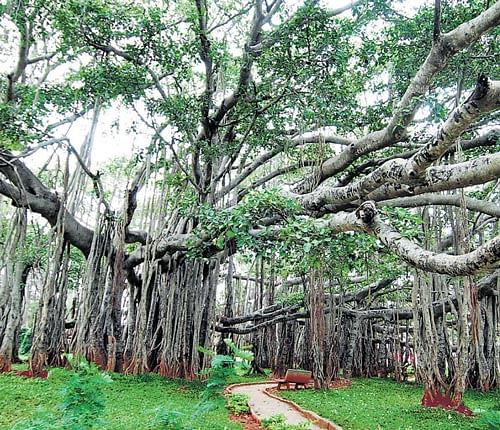 The Big Banyan Tree is getting bigger and needs more space to spread its roots. In this regard, the Horticulture department is now surveying land around Kethohalli, to buy more land around it for the tree to spread. FIle Photo