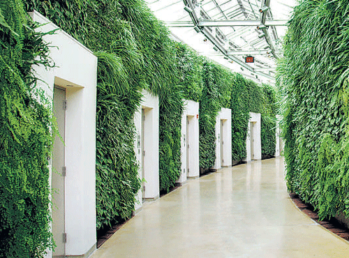 A plant-filled bathroom, designed by British landscape architect Kim Wilkie, has been declared the winner of an online contest searching for the 'Best Restroom in America'.
