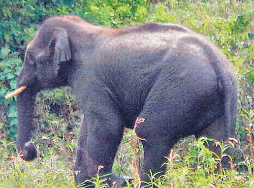 The elephant spotted at Shivanasamudra in Malavalli taluk on Thursday