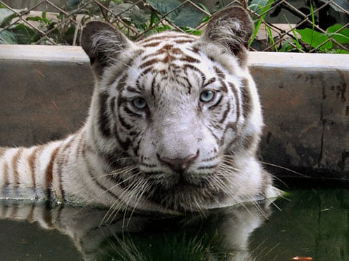 A white tiger today died after being bitten by a highly venomous cobra at the Kamala Nehru zoo here. PTI file photo