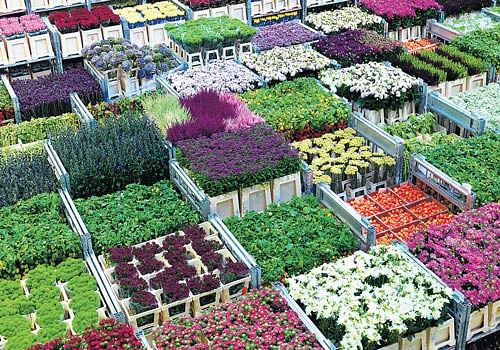 Myriad colours: The cooperative FloraHolland represents Dutch and international growers and runs auction and distribution centres. This fall, it stopped sending its cut flowers to the Aalsmeer auction rooms, to keep them fresher for longer.   FloraHolland