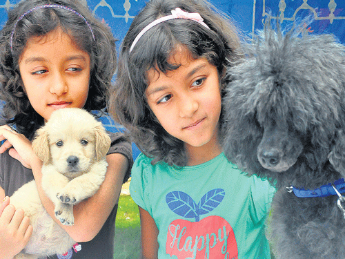 Children sport Golden Retriever and Toy Poodle puppies at the Bengaluru Pet Show organised at Jayamahal Palace Hotel Grounds on Saturday. DH PHOTO